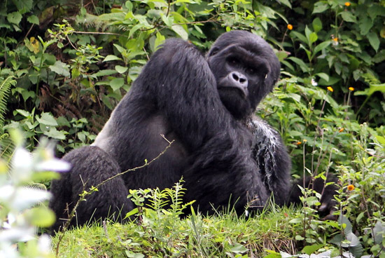 Doctors Treat Silverback with Severe Ear Infection
